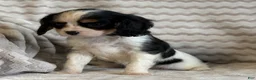 Cavalier King Charles Spaniel dogs for sale: Tammy - Ad 3