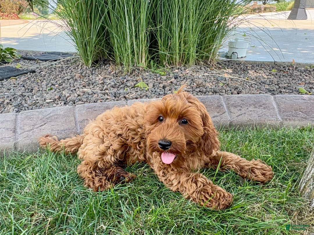 Cockapoo dogs for sale: Henry - Ad 4