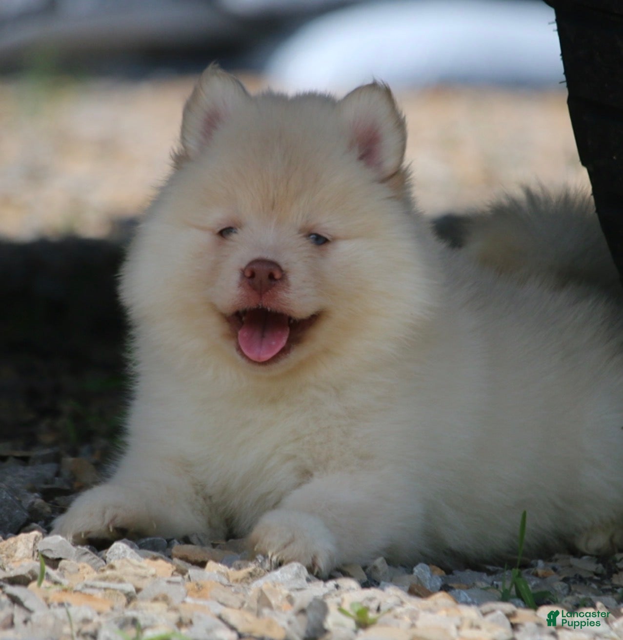 Pomsky dogs Cotton - Ad 2