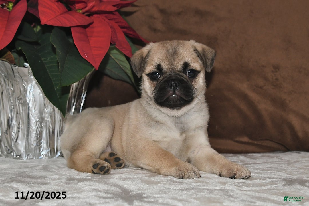 Mixed Breed dogs for sale: Snowflake - Ad 7