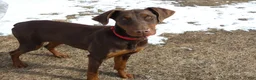 Doberman Pinscher dogs for sale: Doberman Pinscher Puppy 1 Mia - Ad 5