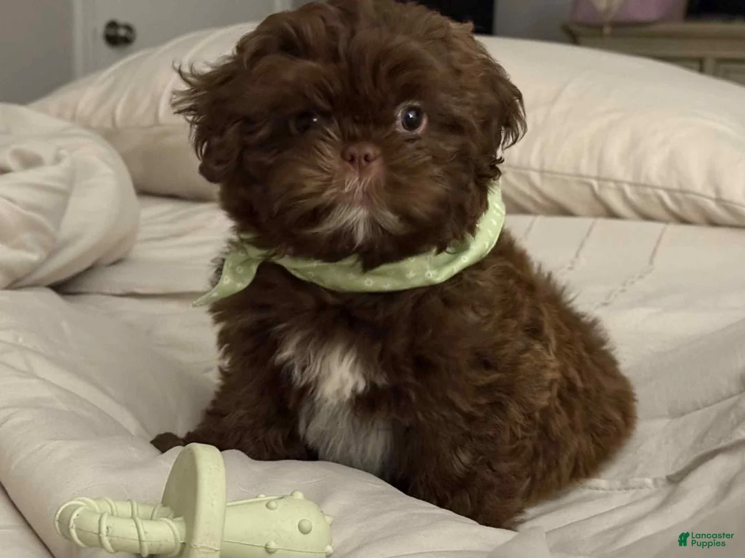 Shih Tzu dogs for sale: Bruno - Ad 1