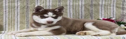 Siberian Husky dogs for sale: Daisy - Ad 8