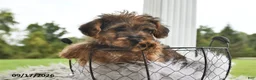 Morkie dogs for sale: Peanut  - Ad 5