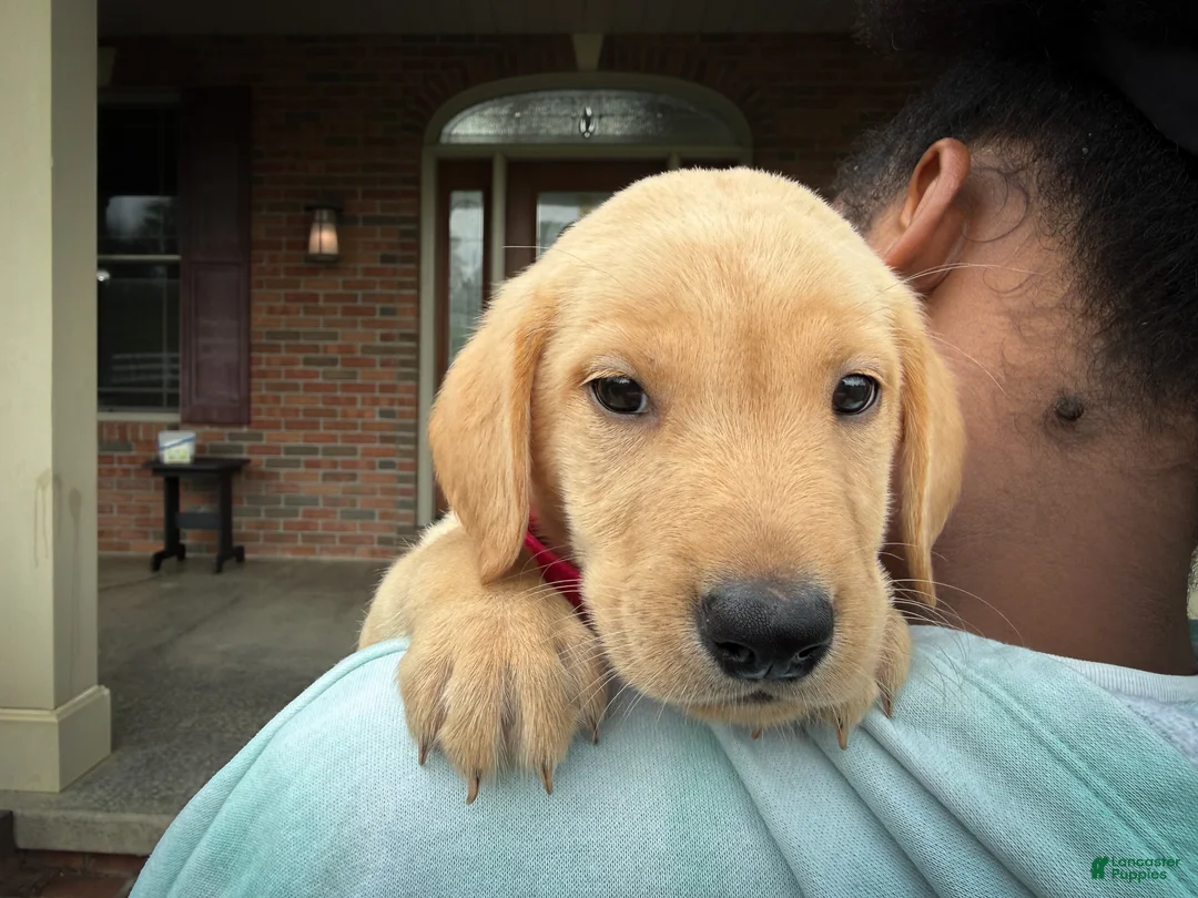 Labrador Retriever dogs for sale: Pearl - Ad 2