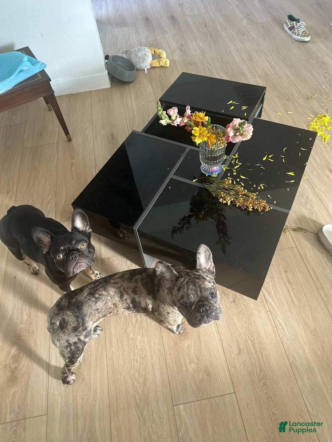 French Bulldog dogs for stud: Bubba  - Ad 3