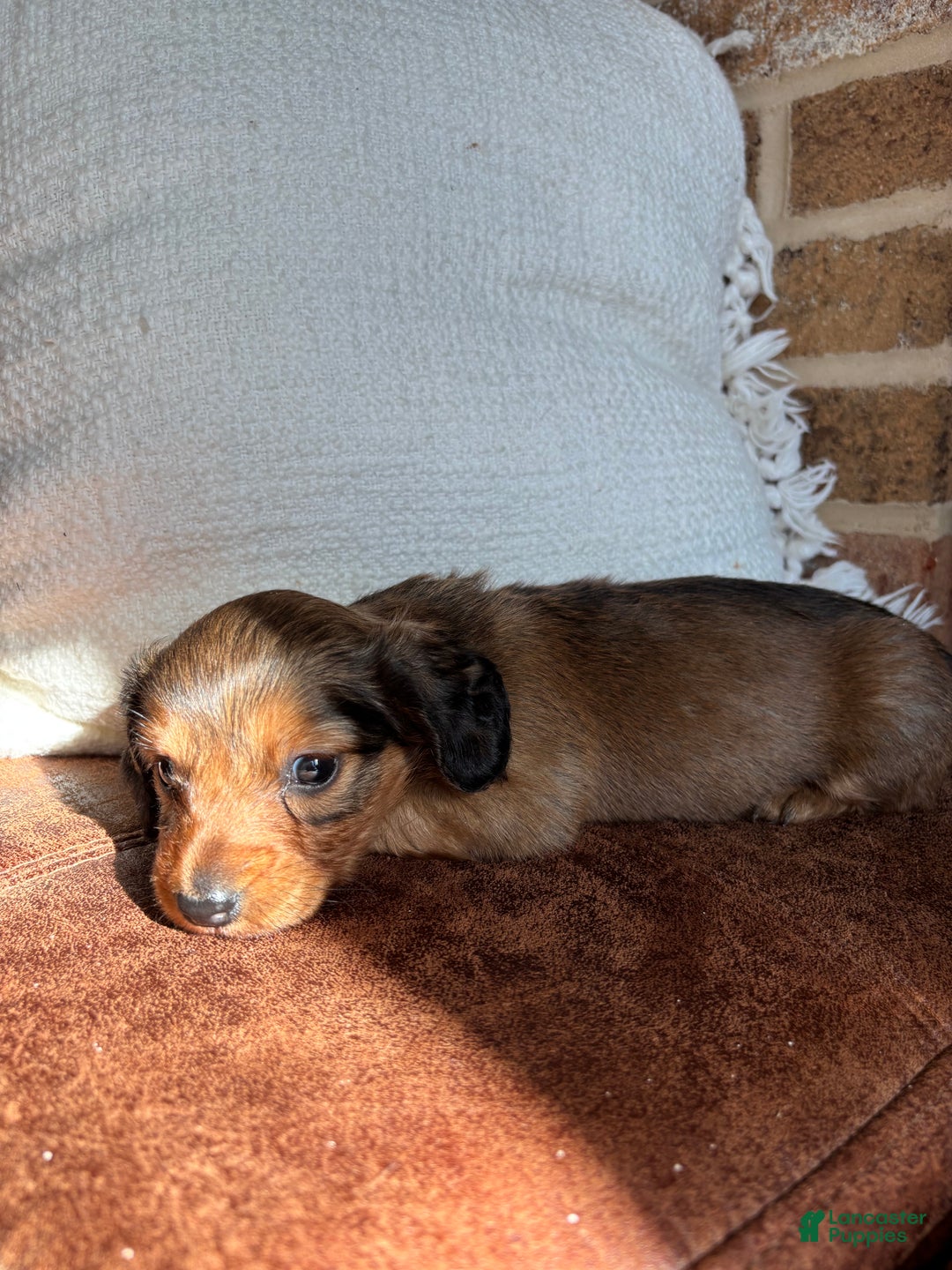 Dachshund dogs for sale: Robyn - Ad 5