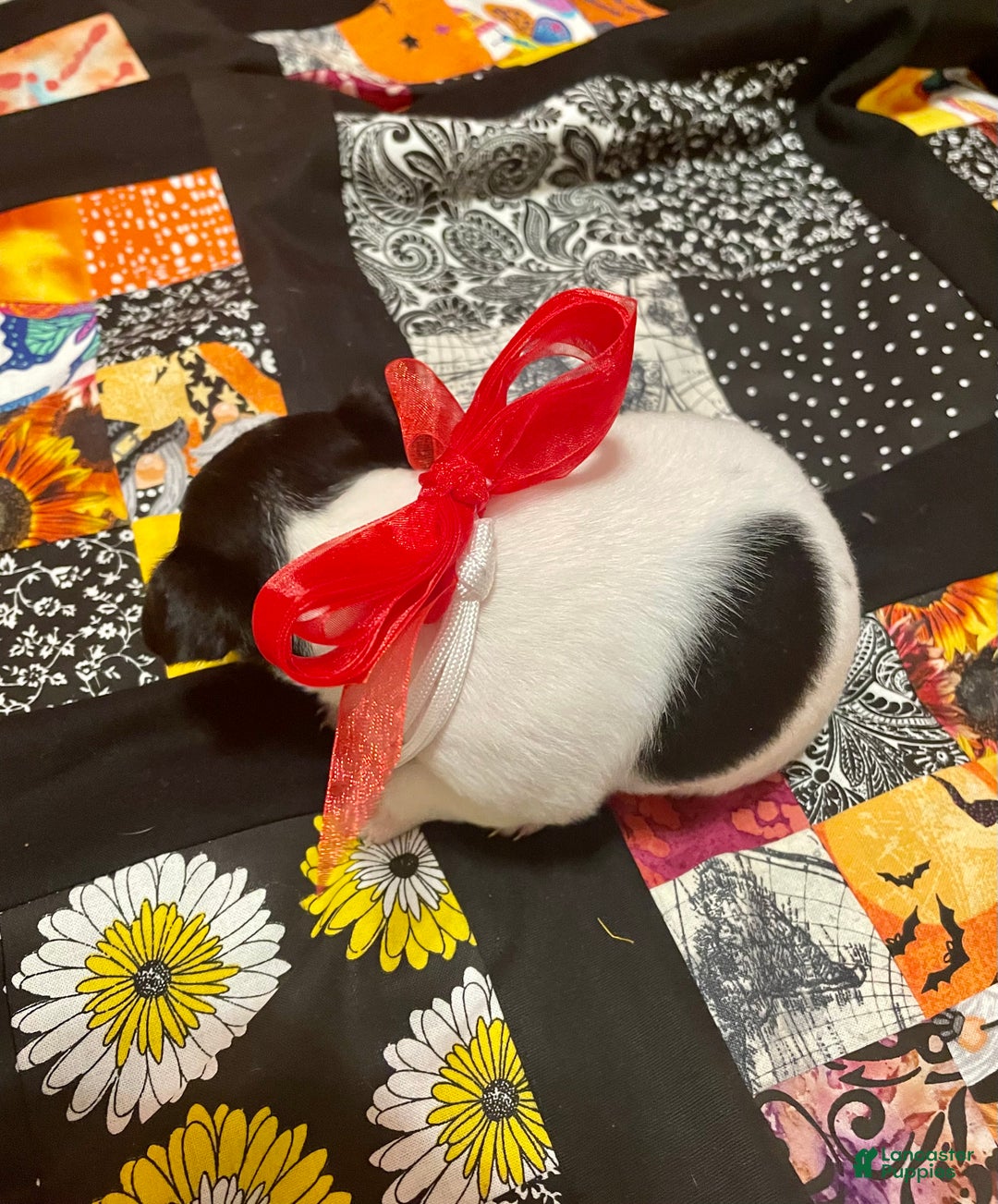 Chihuahua dogs for sale: Lucille - Ad 6