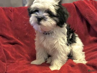 Shih Tzu dogs Spade - Ad 42