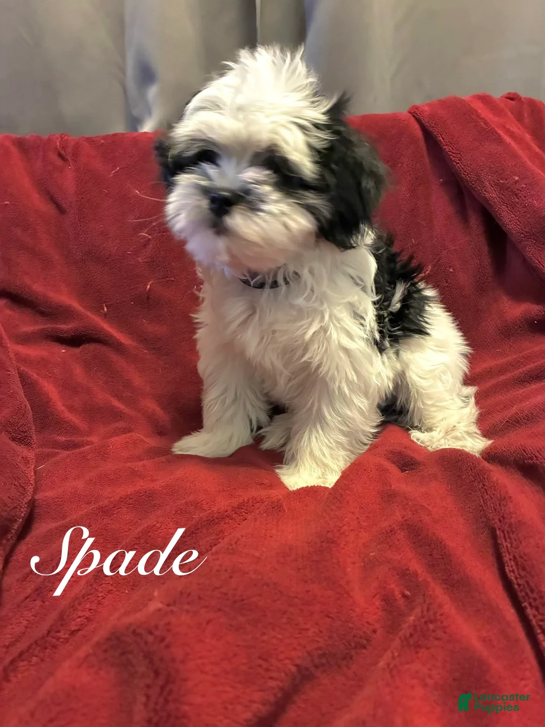 Shih Tzu dogs for sale: Spade - Ad 1