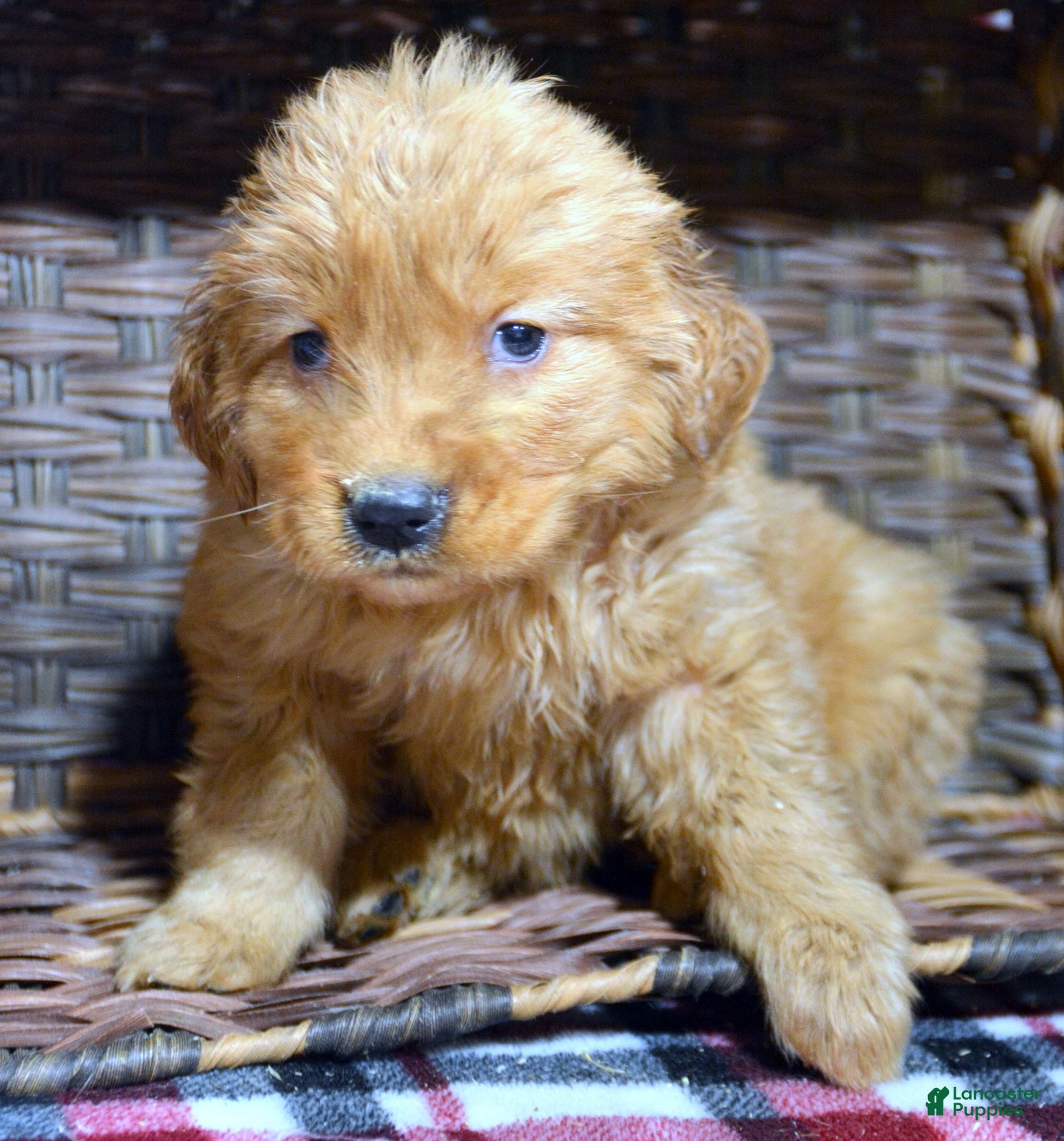Golden Retriever dogs Golden Retriever Puppy 8 Gwen - Ad 6