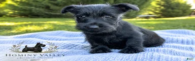 Lachlan-AKC-HealthTestedParents