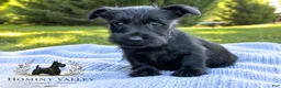 Scottish Terrier dogs for sale: Lachlan-AKC-HealthTestedParents - Ad 1