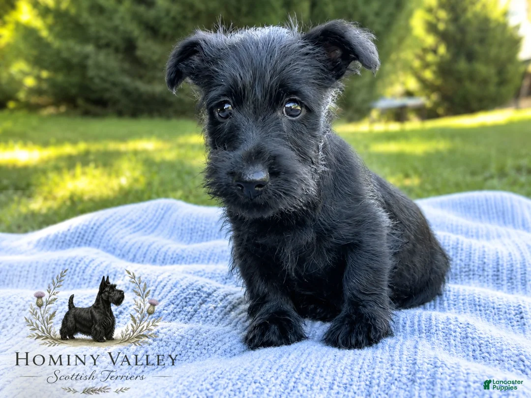 Scottish Terrier dogs for sale: Lachlan-AKC-HealthTestedParents - Ad 1