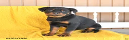 Rottweiler dogs for sale: Sadie - Ad 3