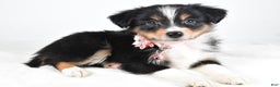Miniature Australian Shepherd dogs for sale: Jean - Ad 1