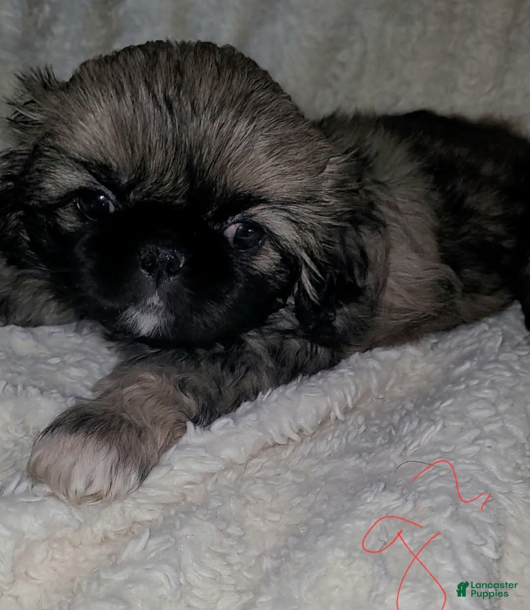 Pekingese dogs Pekingese 5 - Ad 1