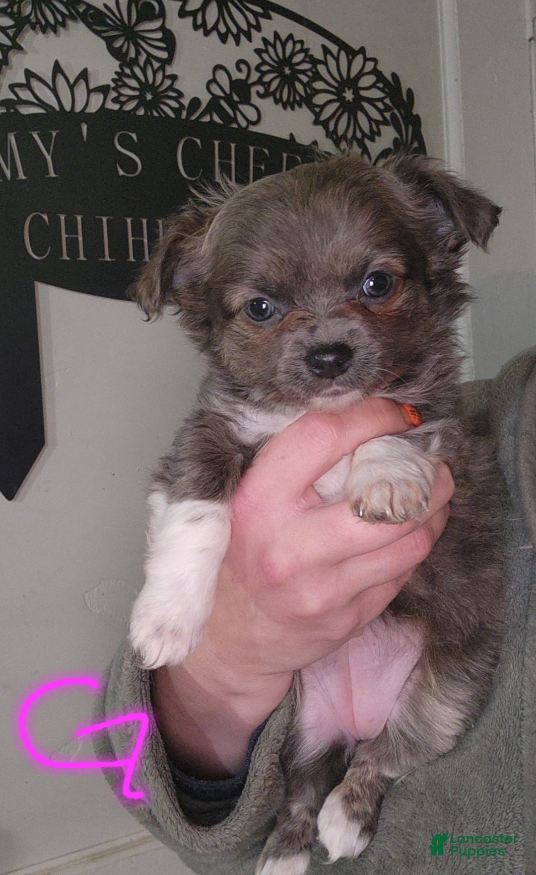 Chihuahua dogs for sale: Sophia  - Ad 2