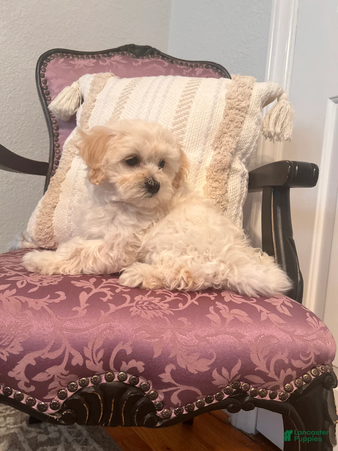 Maltipoo dogs for sale: Maltipoo Puppy 3 - Ad 1