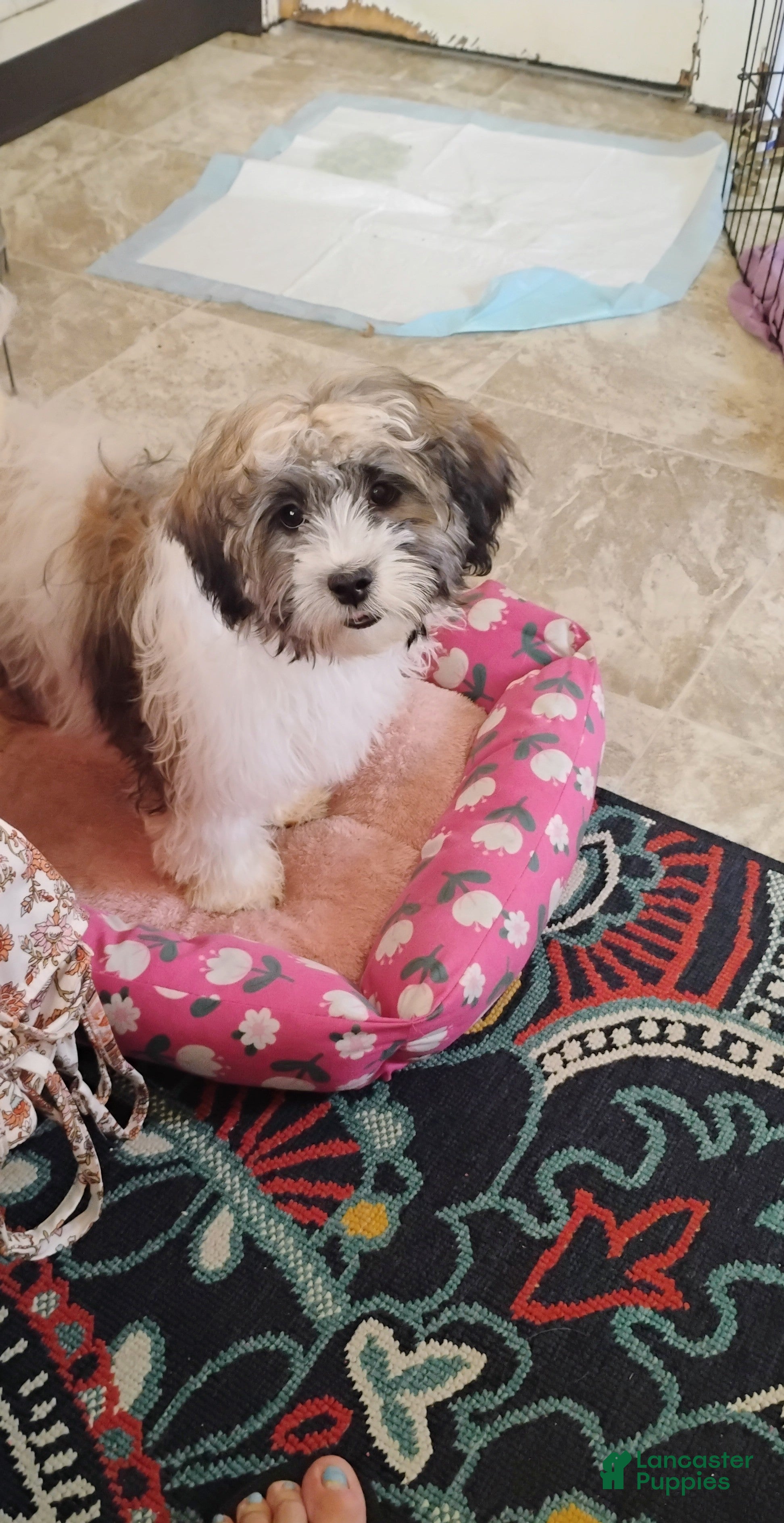 Teddy Bear dogs Teddy Bear 1 - Ad 1