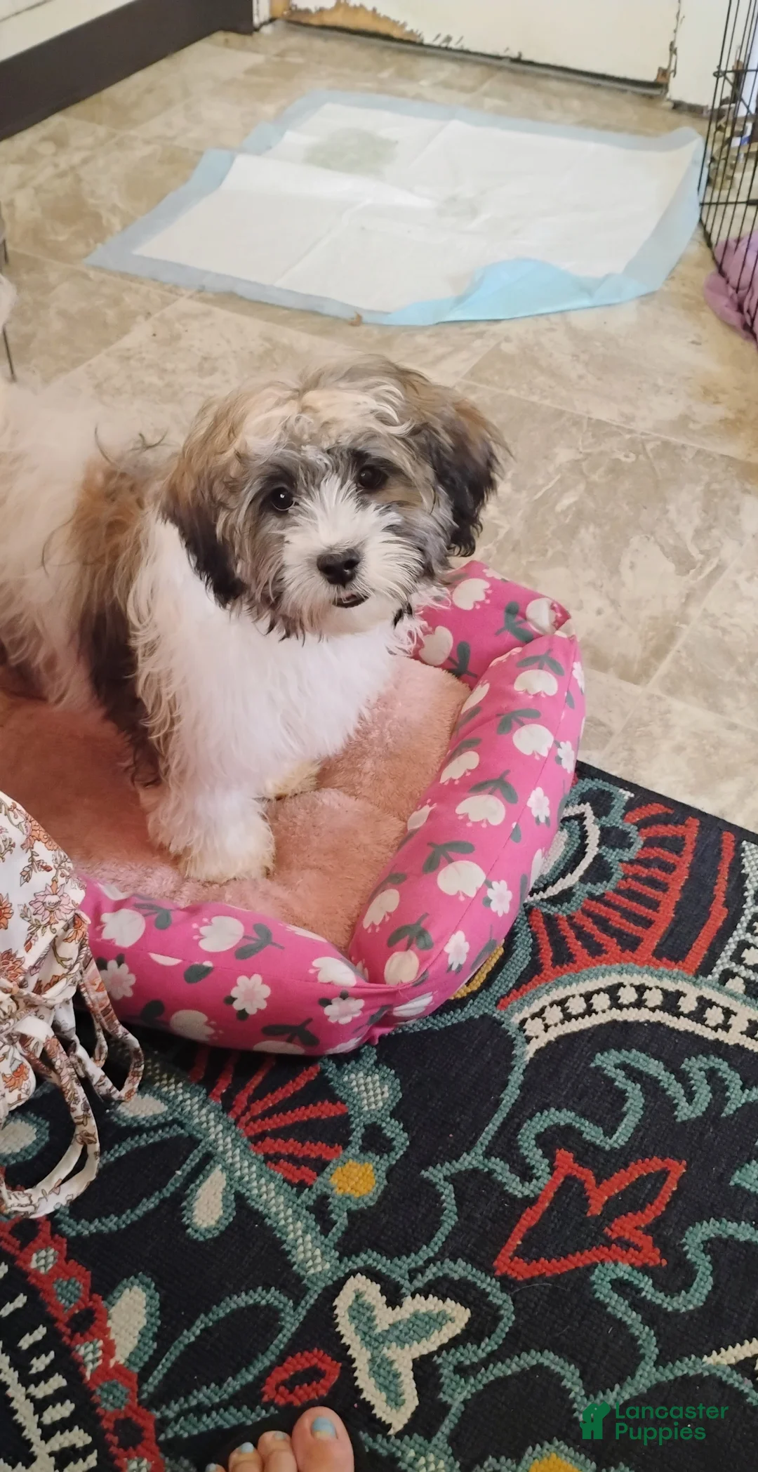 Teddy Bear dogs for sale: Teddy Bear 1 - Ad 1