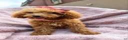 Miniature Poodle dogs for sale: Millie- Genetically health tested Parents/Potty Training - Ad 9