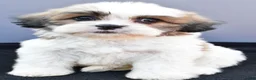 Teddy Bear dogs for sale: Tyler - Ad 3