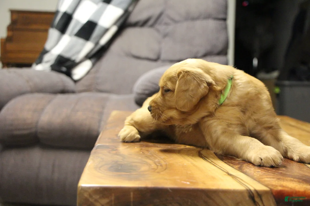 Golden Retriever dogs for sale: Atlas - Ad 7