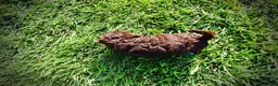 Havapoo dogs for sale: Cookie - Ad 8
