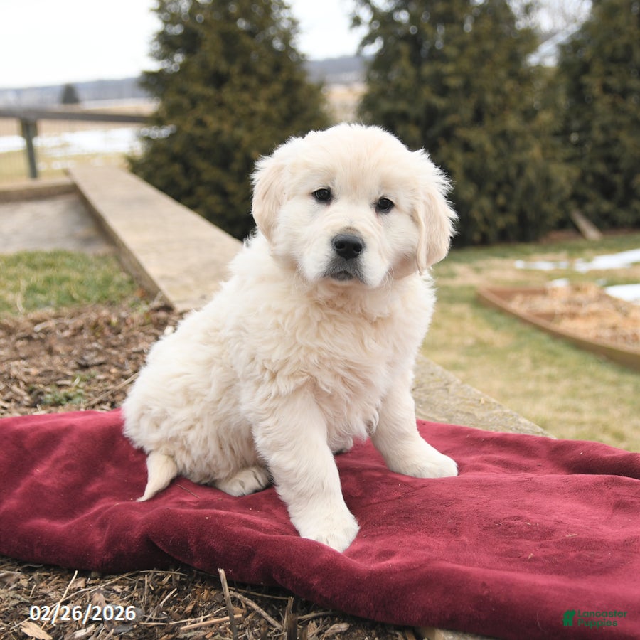 Golden Retriever dogs Saige - Ad 1