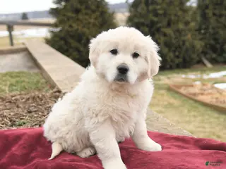 Golden Retriever dogs for sale: Saige - Ad 2