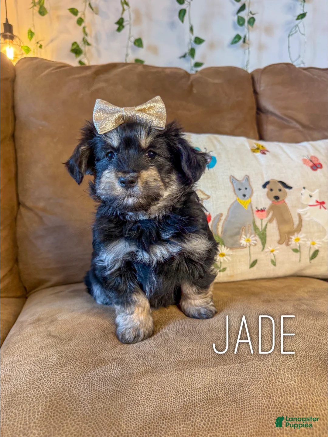Mini Aussiedoodle dogs for sale: Jade - Ad 1