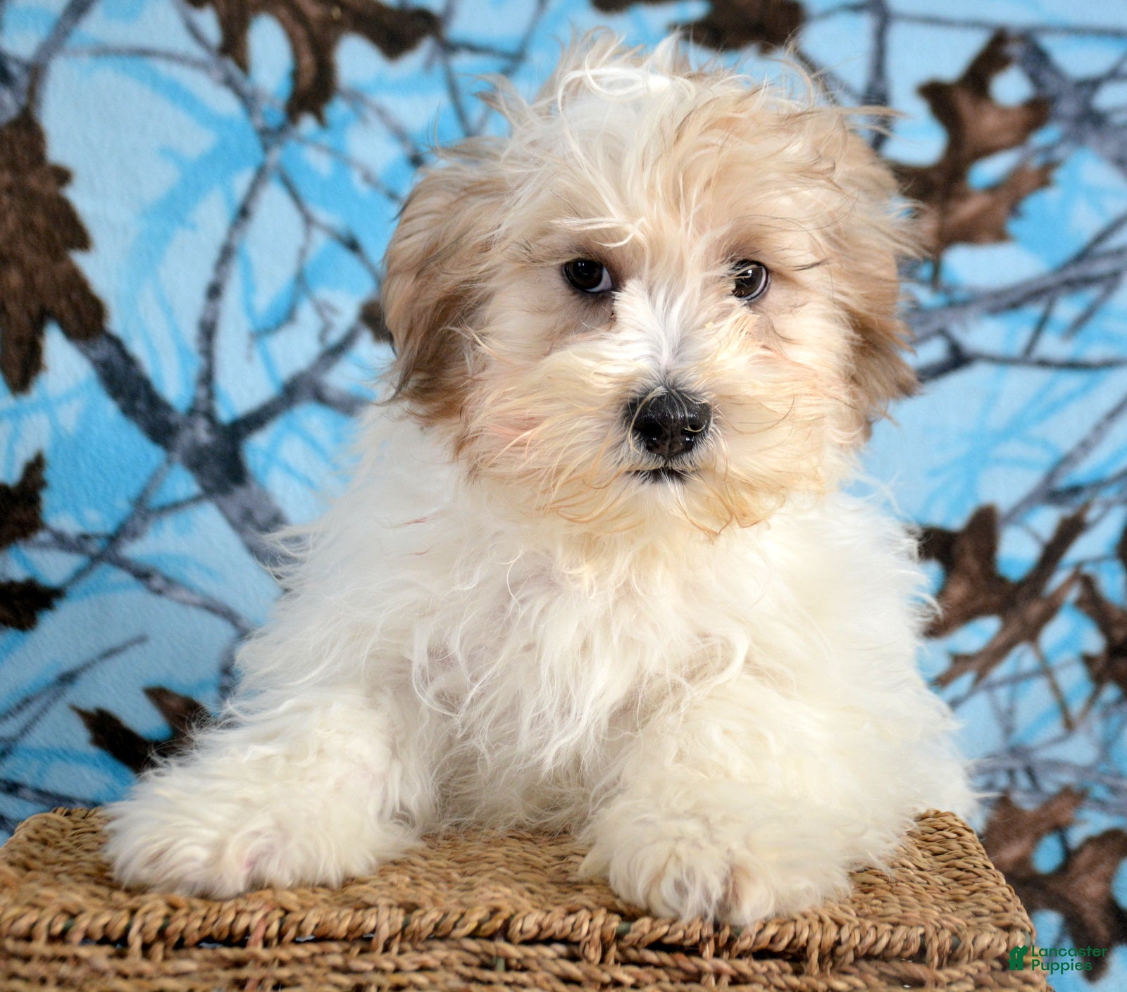 Shihpoo dogs Shihpoo Puppy 2 Spencer - Ad 32
