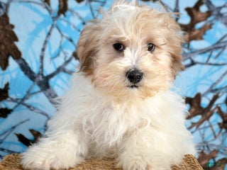 Shihpoo dogs Shihpoo Puppy 2 Spencer - Ad 21