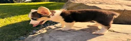 Welsh Corgi Pembroke dogs for sale: Kelsy - Ad 12