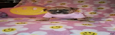 American Bully Puppy 3