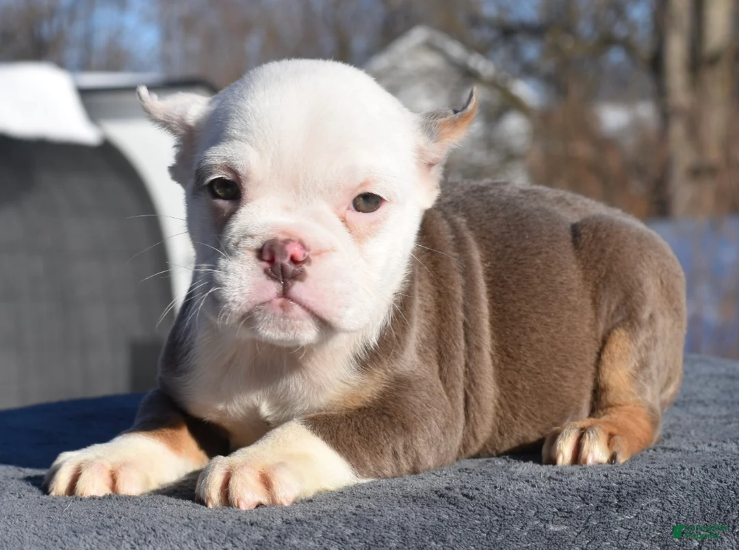 Mixed Breed dogs for sale: Lily tricolor hybrid  - Ad 2