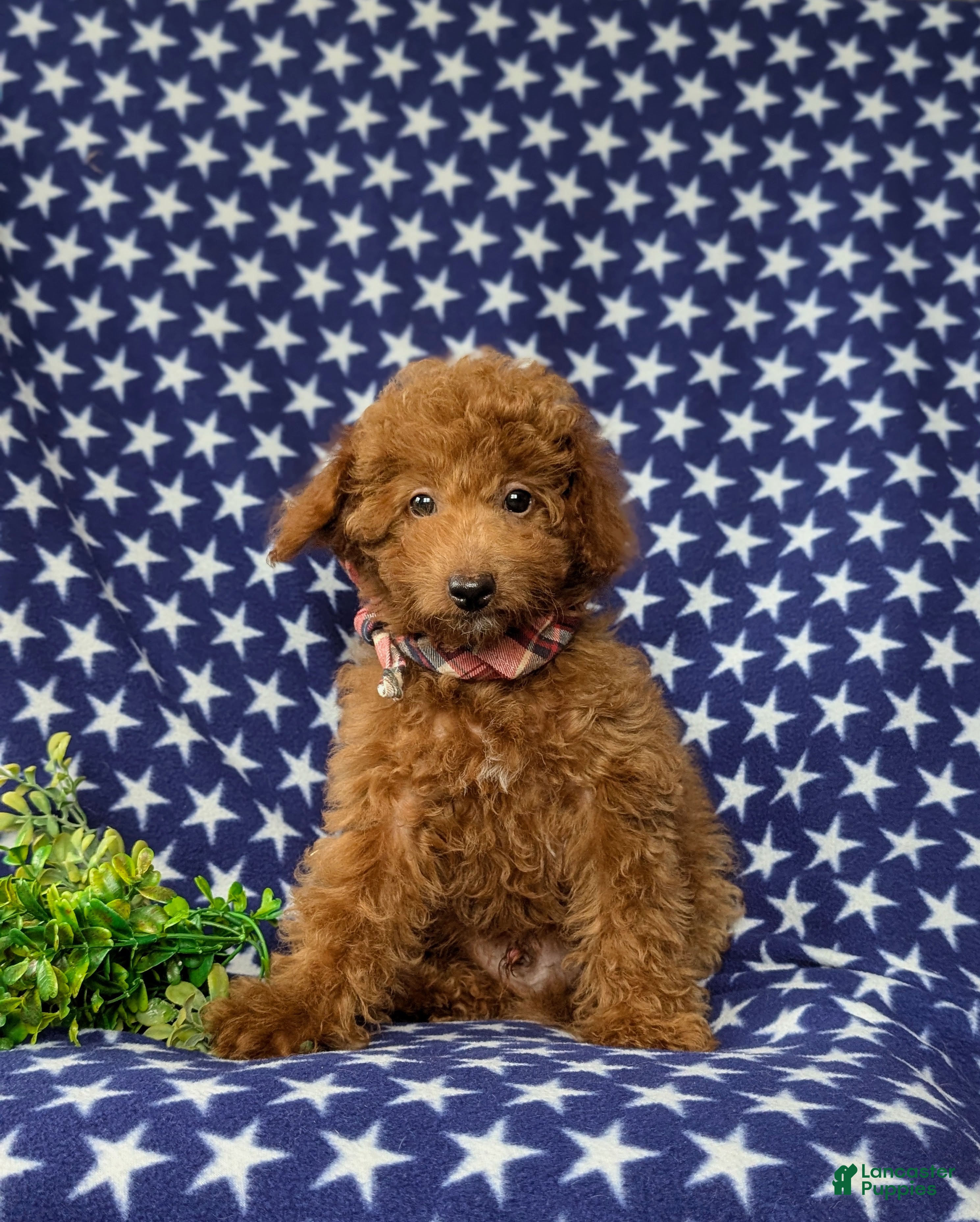 Mini Goldendoodle dogs for sale: Royce 10 lbs full grown - Ad 1
