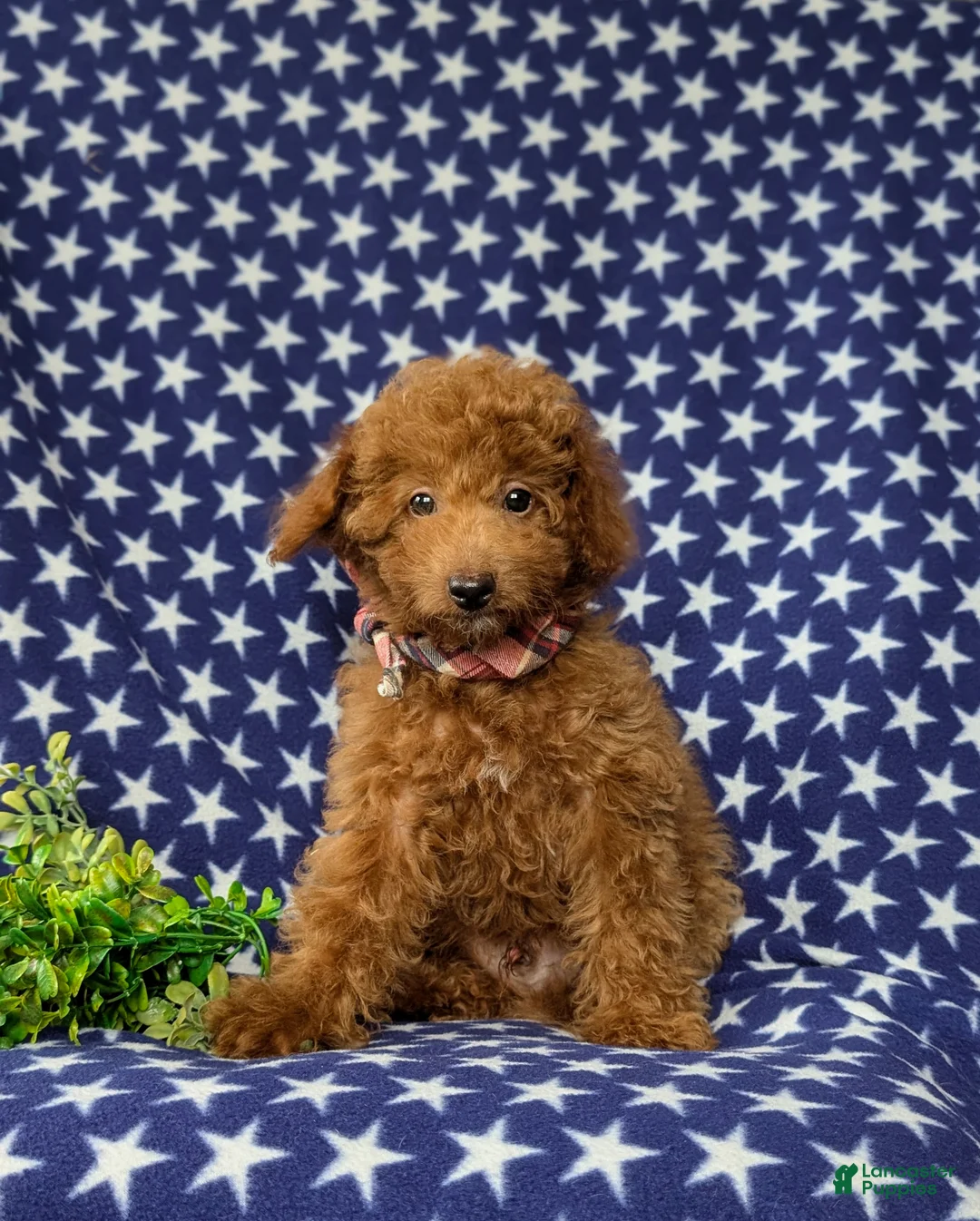Mini Goldendoodle dogs for sale: Royce 10 lbs full grown - Ad 1