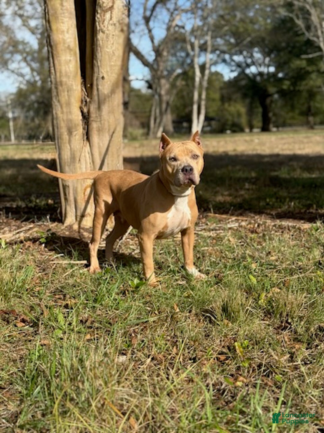 American Bully dogs for sale: Nova - Ad 5