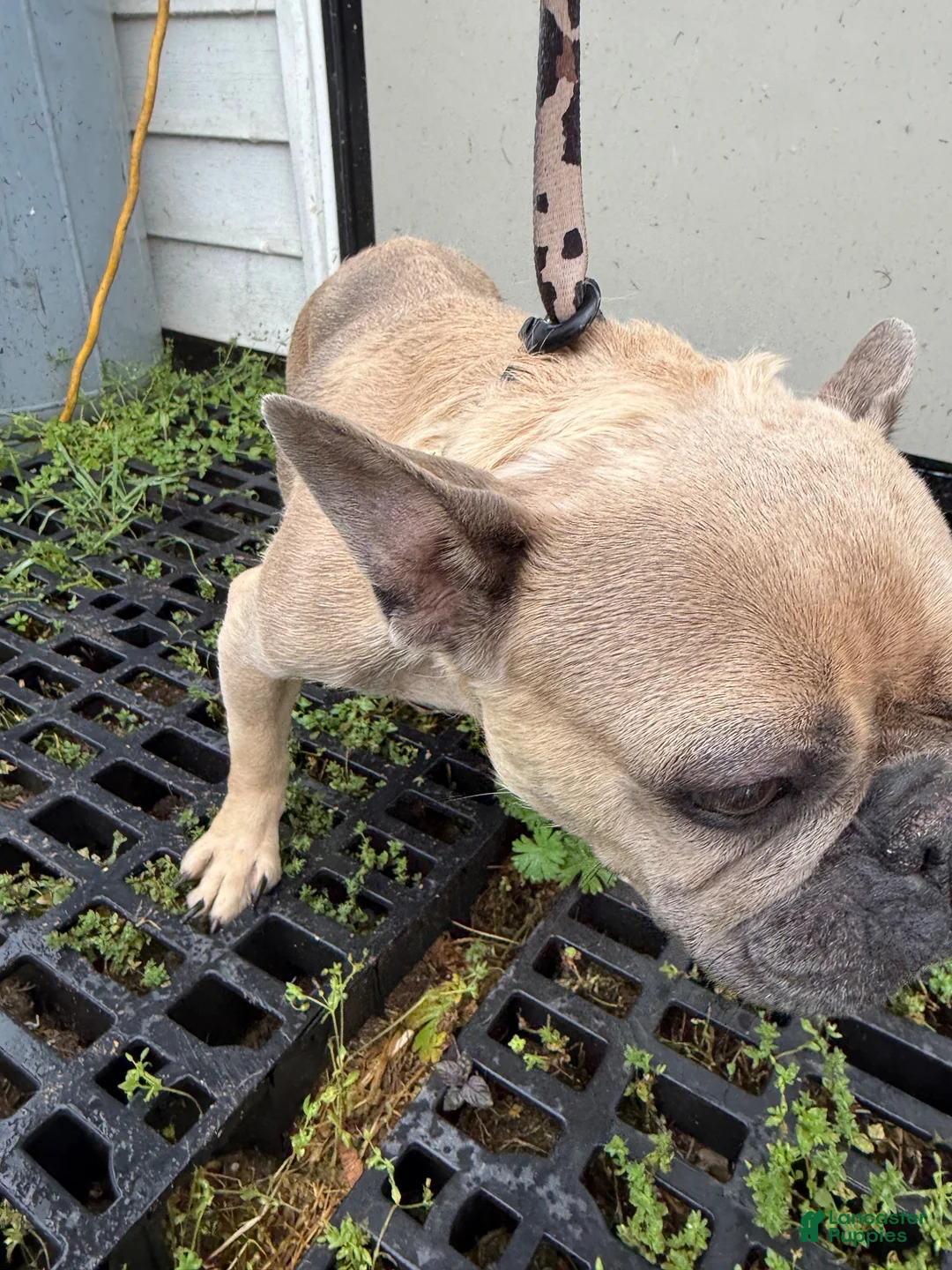 French Bulldog dogs for sale: French Bulldog 2 - Ad 7