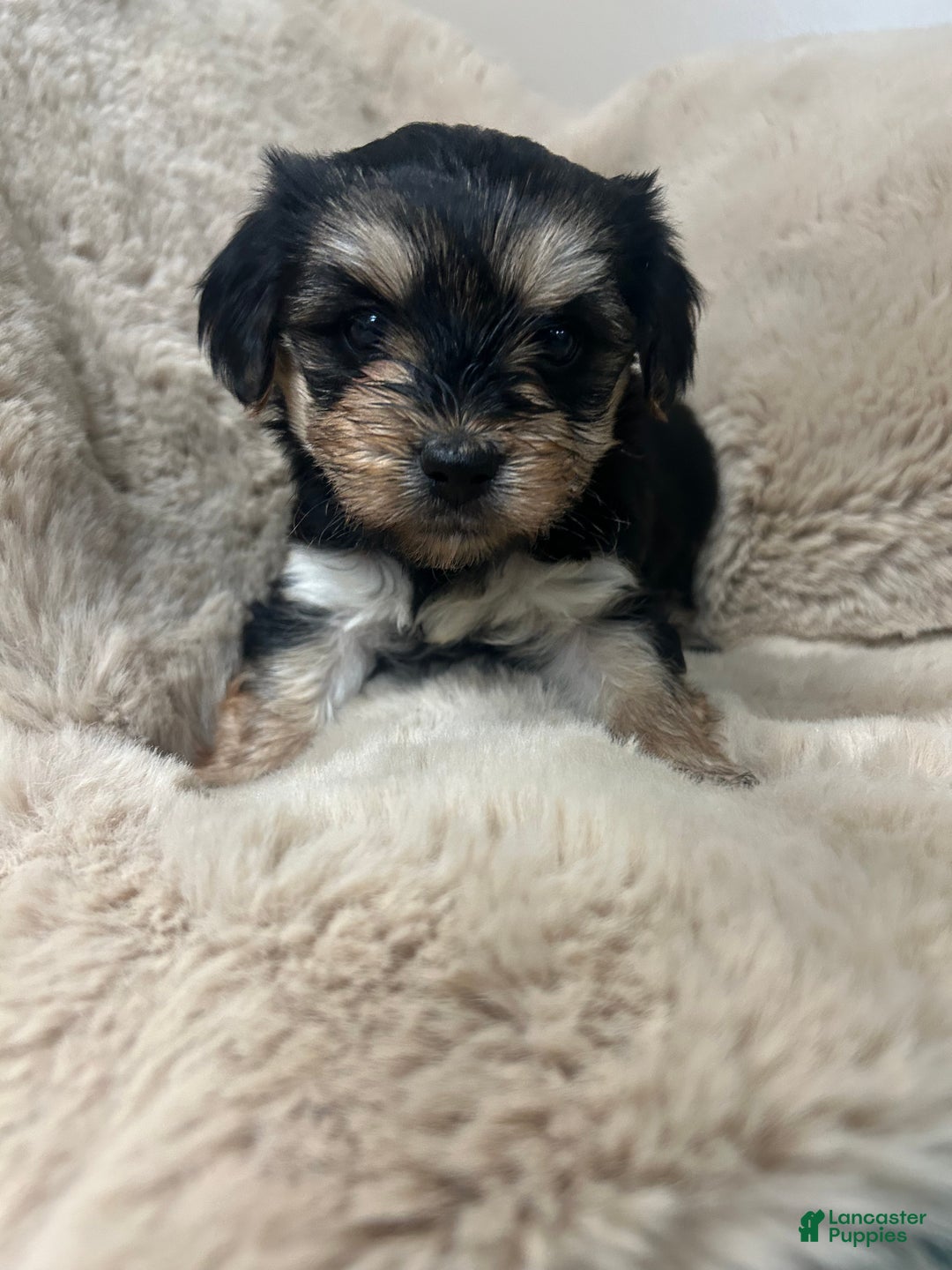 Morkie dogs for sale: Carter - Ad 4