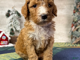 Miniature Poodle dogs Daisy - Ad 23