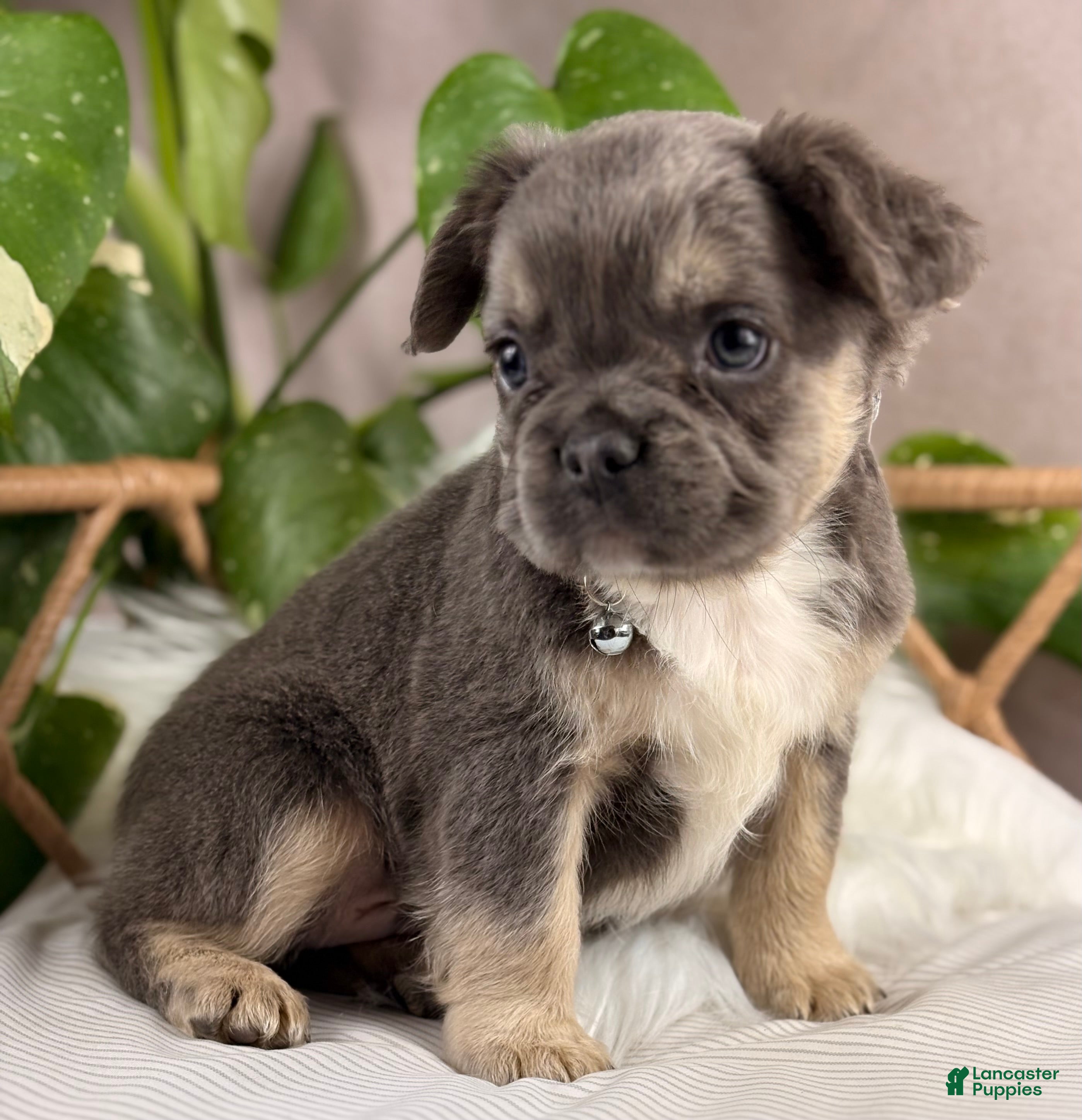 French Bulldog dogs Milo - Ad 2