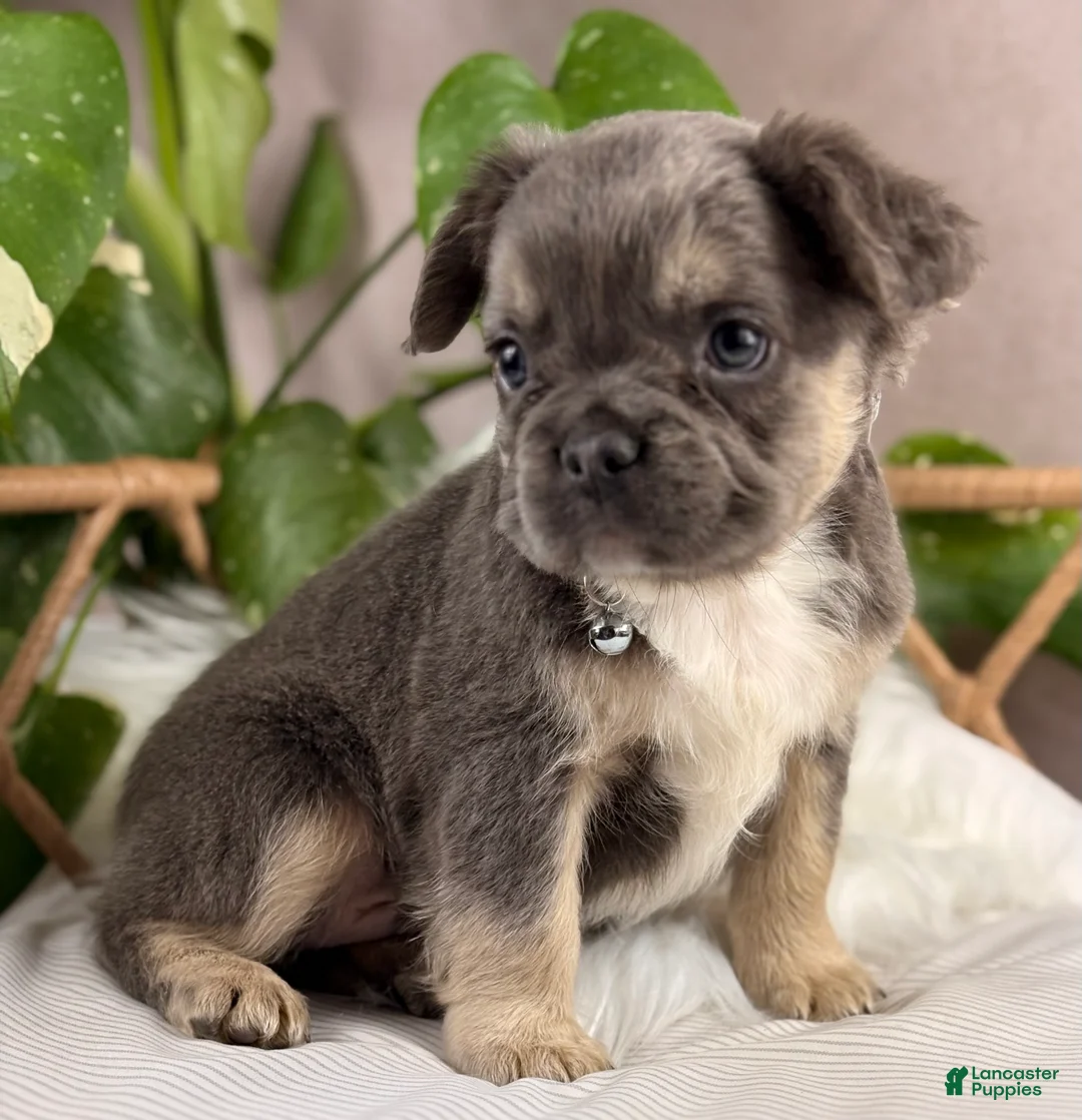 French Bulldog dogs for sale: Milo - Ad 2