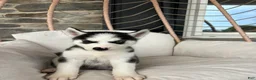 Siberian Husky dogs for sale: Siberian Husky 2 - Ad 4