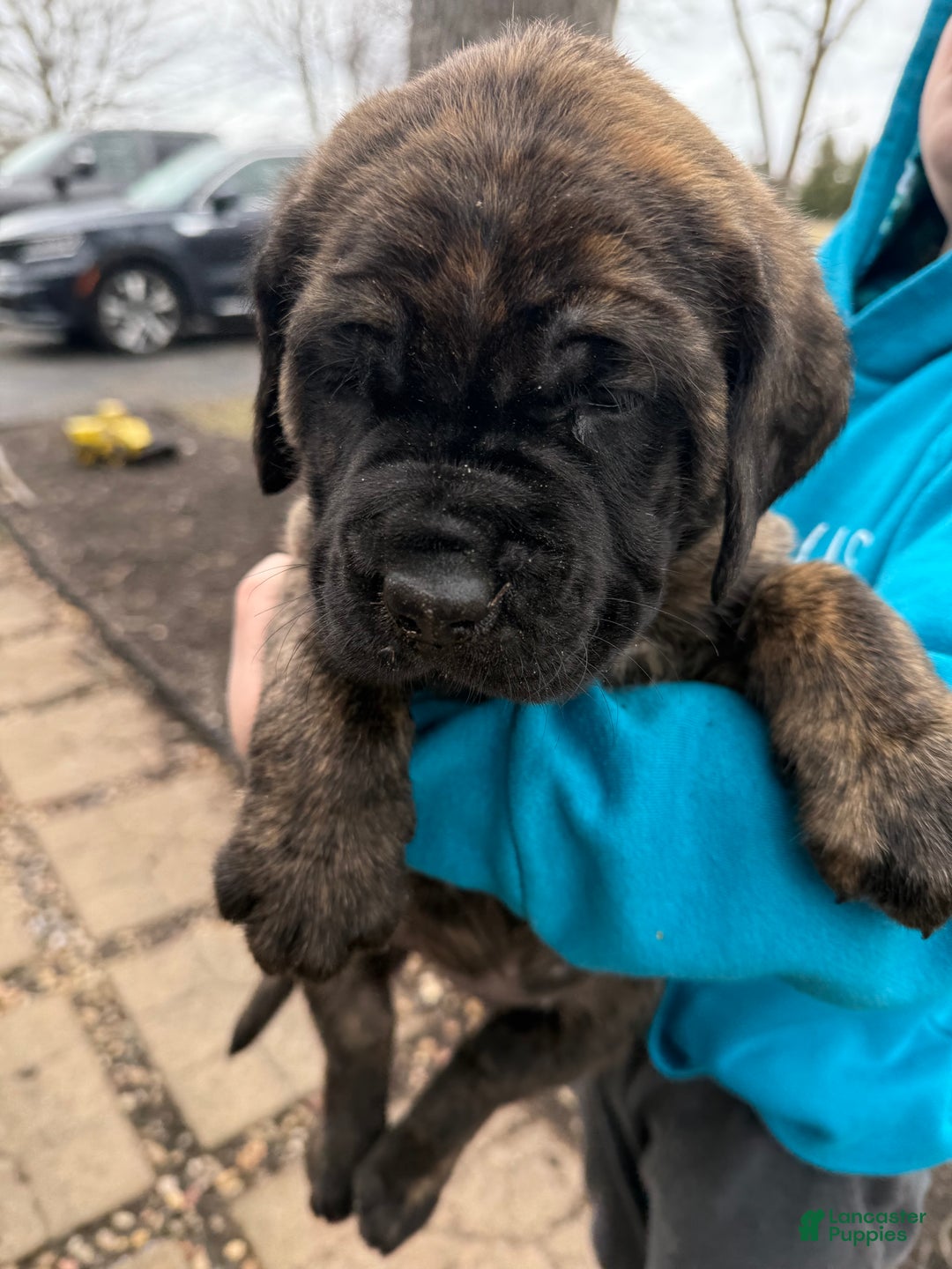 English Mastiff dogs for sale: English Mastiff Puppy “Pink” - Ad 4