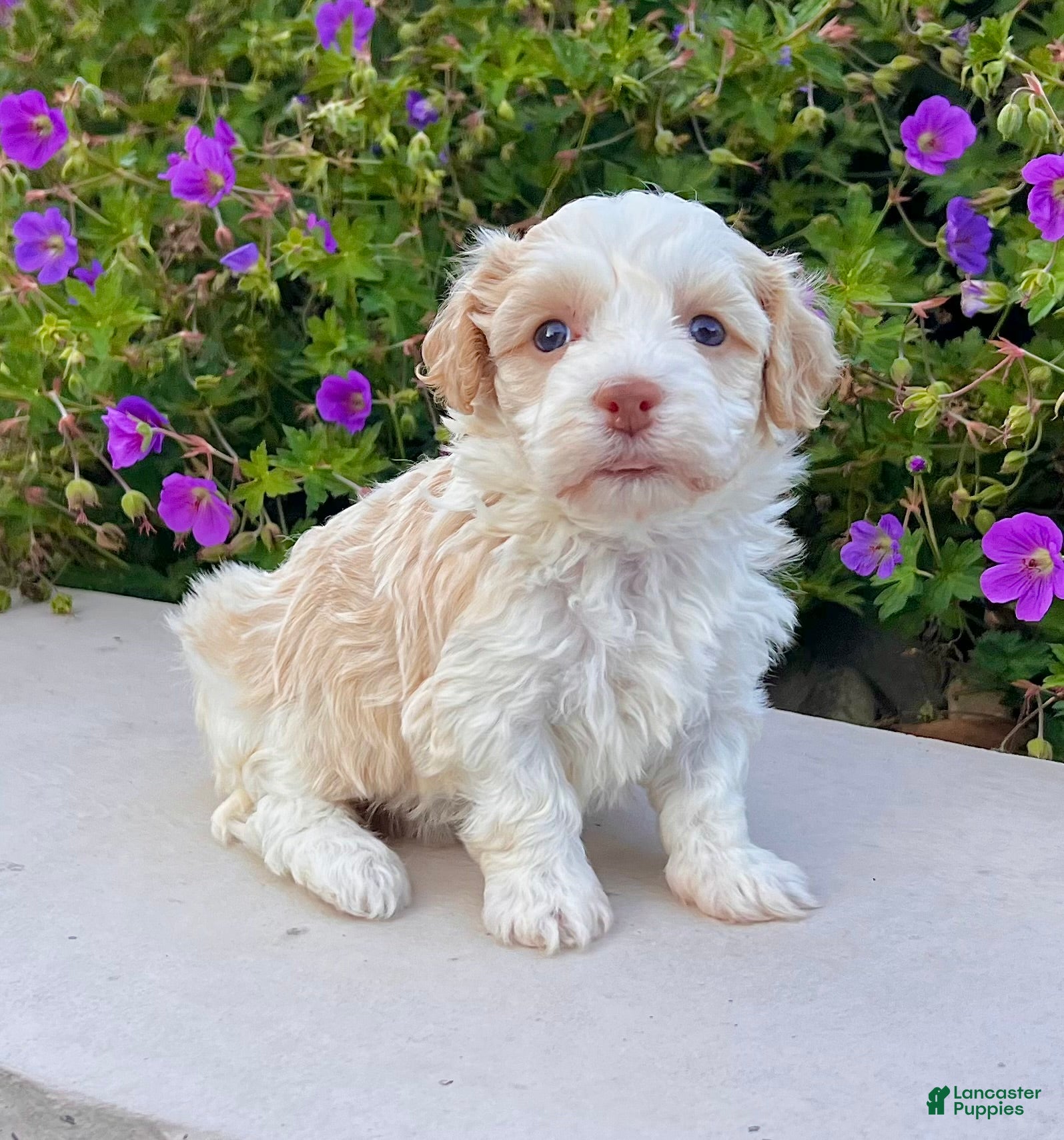 Havanese dogs Rayne - Ad 2