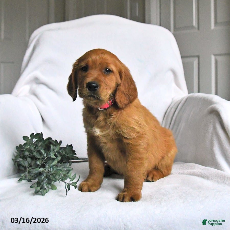 Mixed Breed dogs Wendy - Ad 2