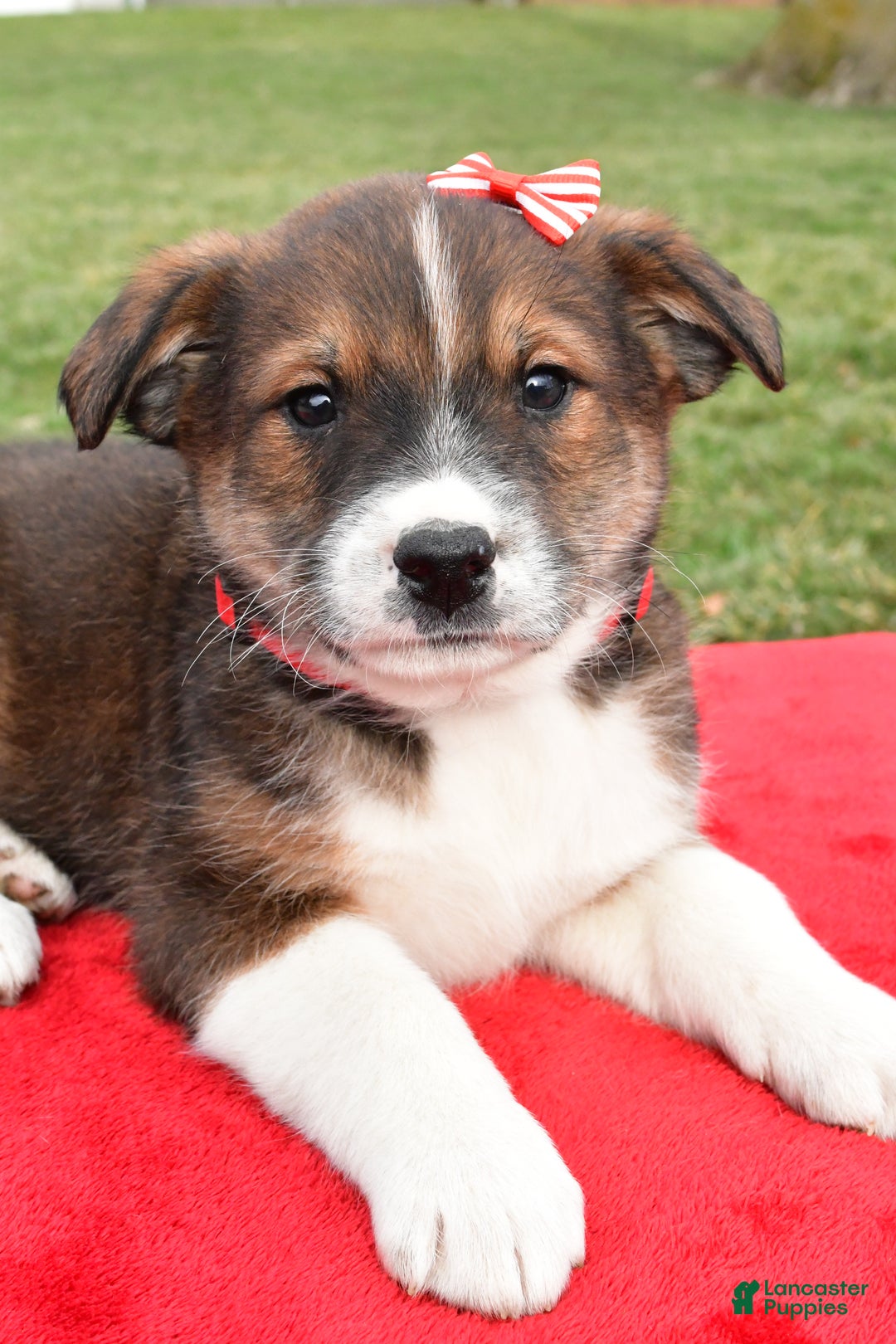 Mixed Breed dogs for sale: Murphy - Ad 7